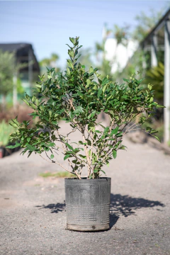 Ligustrum Texanum - tienda online