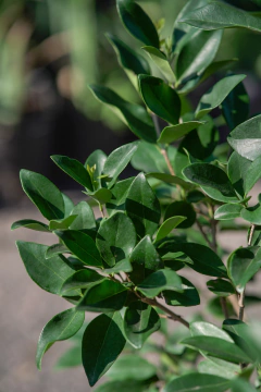 Imagen de Ligustrum Texanum