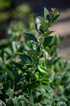 Ligustrum Texanum