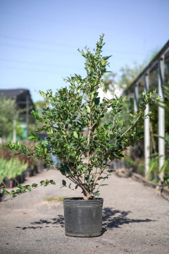 Ligustrum Texanum - comprar online