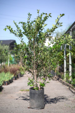 Ligustrum Texanum - tienda online