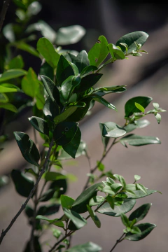 Imagen de Ligustrum Texanum