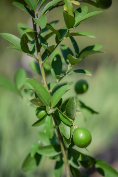 Limones - Viveros El Botánico