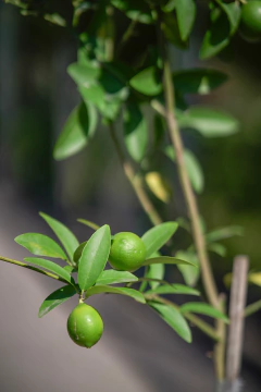 Limones - tienda online