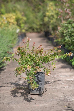 Abelia Grandiflora Compacta Nana - comprar online