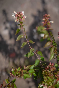 Abelia Grandiflora Compacta Nana en internet