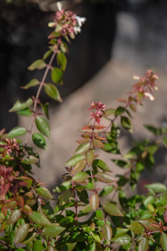 Abelia Grandiflora Compacta Nana - Viveros El Botánico