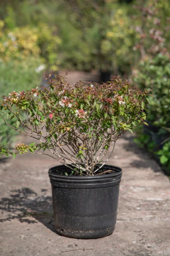 Abelia Grandiflora Compacta Nana - tienda online