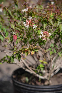 Imagen de Abelia Grandiflora Compacta Nana