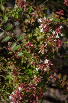 Abelia Grandiflora Compacta Nana