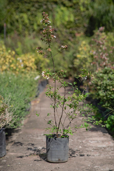 Abelia Grandiflora - comprar online
