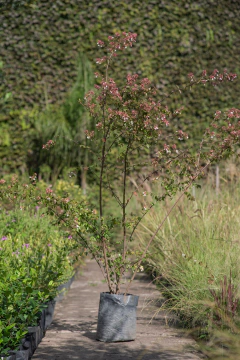 Abelia Grandiflora - Viveros El Botánico
