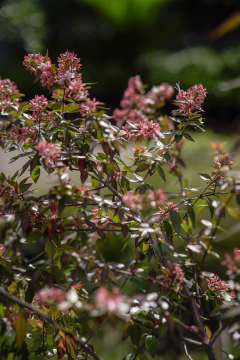 Abelia Grandiflora - tienda online