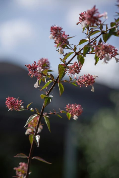 Imagen de Abelia Grandiflora