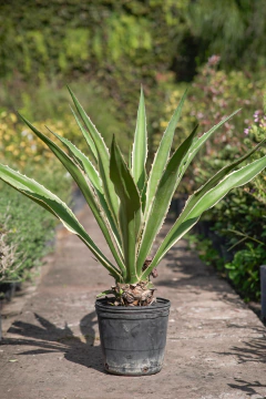 Agave Americana Variegata Alba - comprar online