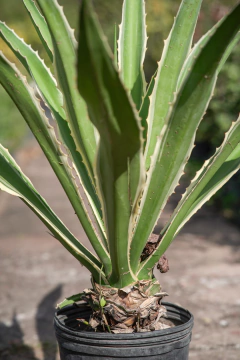 Agave Americana Variegata Alba en internet