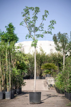 Acer Saccharinum - tienda online