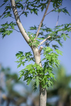 Acer Saccharinum