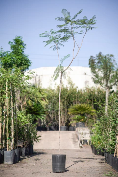 Jacaranda Mimosifolia - comprar online