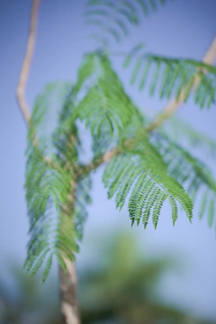 Jacaranda Mimosifolia en internet