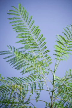 Jacaranda Mimosifolia - Viveros El Botánico