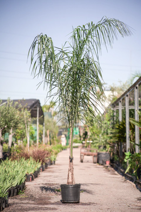 Arecastrum Romanzoffiana (Pindo) - comprar online