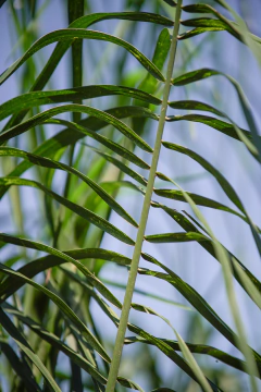 Arecastrum Romanzoffiana (Pindo) - Viveros El Botánico