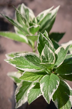 Hortensia Variegata (Hydrangea Macrophylla Variegata) - comprar online