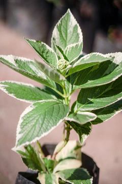 Hortensia Variegata (Hydrangea Macrophylla Variegata) en internet