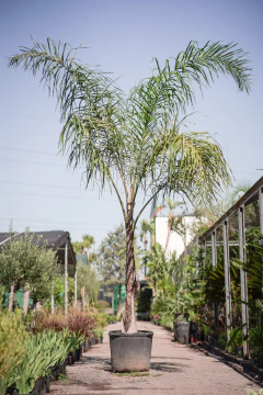 Arecastrum Romanzoffiana (Pindo) - tienda online