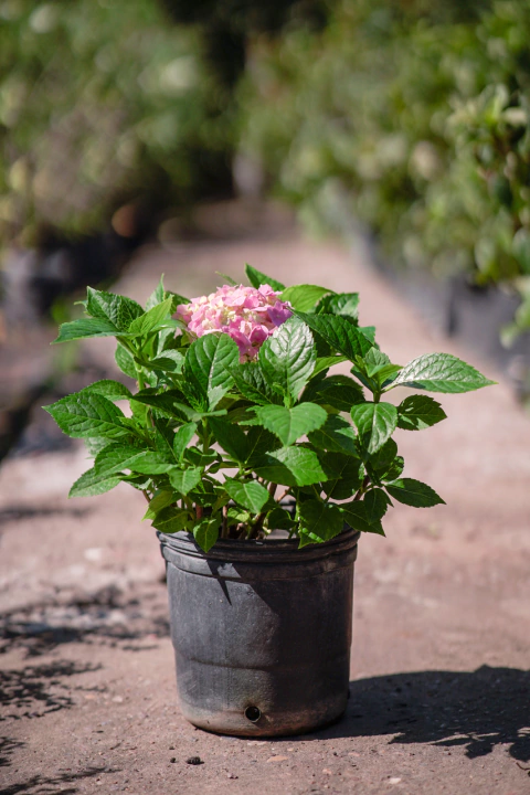 Hortensia (Hydrangea Macrophylla) - comprar online