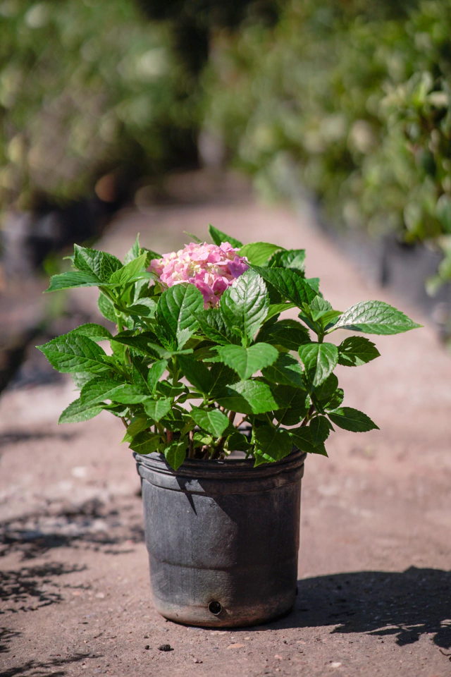 Hydrangea