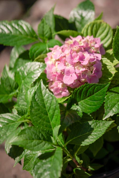 Hortensia (Hydrangea Macrophylla) en internet