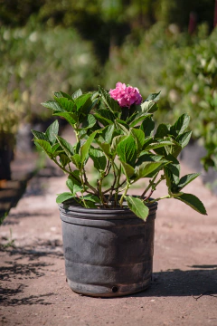 Hortensia (Hydrangea Macrophylla) - Viveros El Botánico