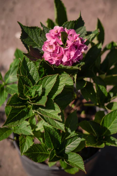 Hortensia (Hydrangea Macrophylla) - tienda online