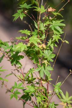 Acer Palmatum - comprar online