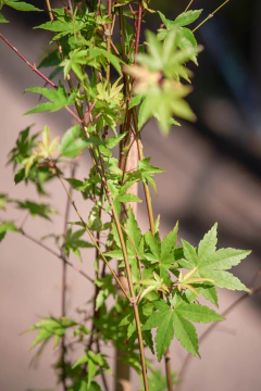 Acer Palmatum en internet