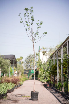 Acer Saccharinum - comprar online