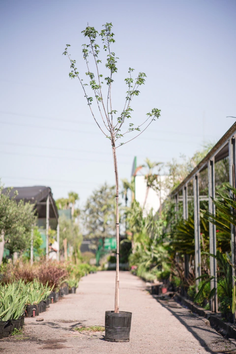 Acer Saccharinum - comprar online