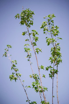 Acer Saccharinum en internet