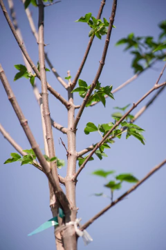 Acer Saccharinum - Viveros El Botánico