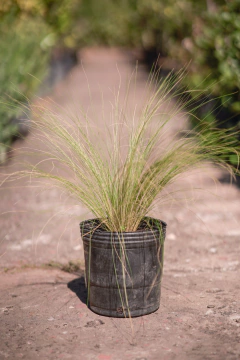 Stipa Tenuissima - comprar online
