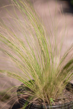Stipa Tenuissima en internet