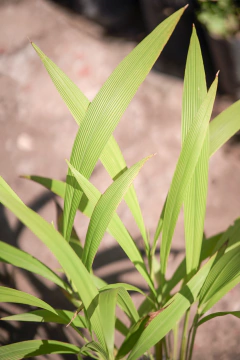 Setaria Poiretiana (Pasto Palmera) - Viveros El Botánico