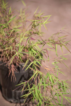 Pogonatherum Juncaceum en internet