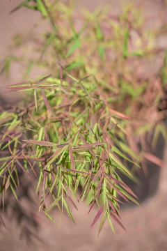 Pogonatherum Juncaceum - Viveros El Botánico