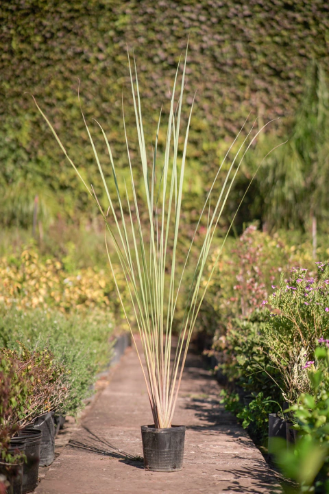 Paspalum - comprar online