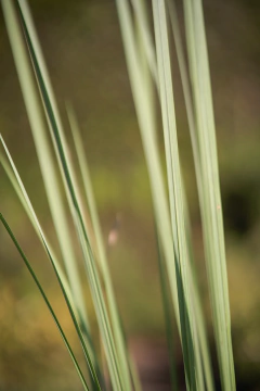 Paspalum en internet