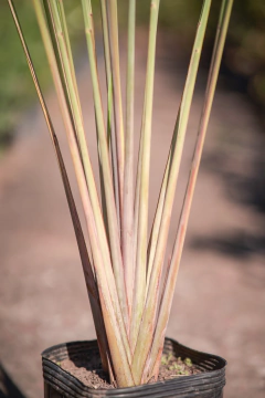 Paspalum - Viveros El Botánico