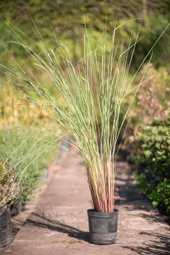 Paspalum - tienda online